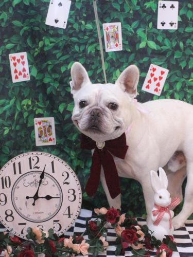 20250409ブーくん